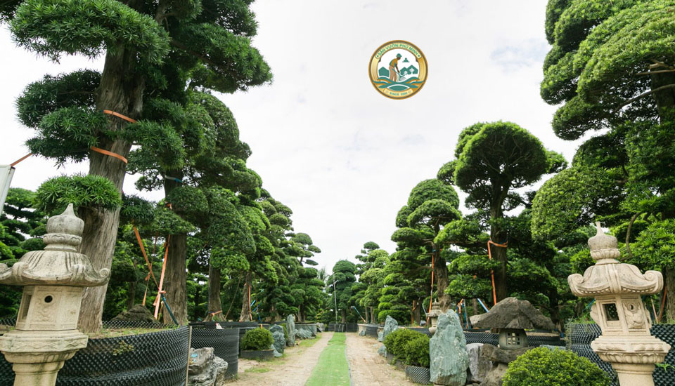 chăm sóc cây tùng la hàn tại hà nội