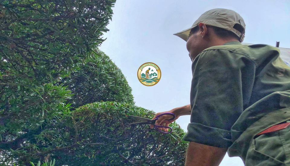 chăm sóc cây tùng tháp