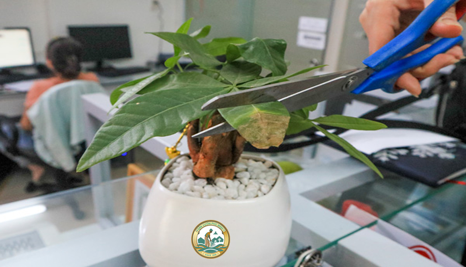 Chăm sóc Cây cảnh Văn Phòng ở Hà Nội