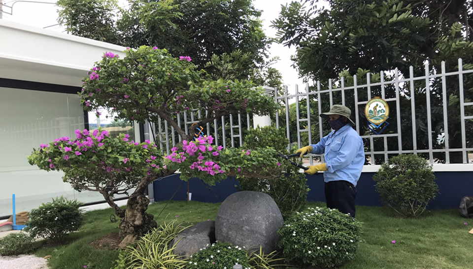 công nhân cắt tỉa cây cảnh hà nội