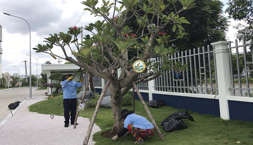 công nhân trồng cây xanh