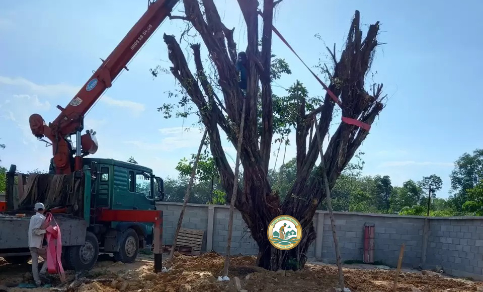 dịch vụ cắt cây xanh Hà Nội