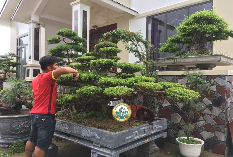 dịch vụ cắt tỉa bonsai