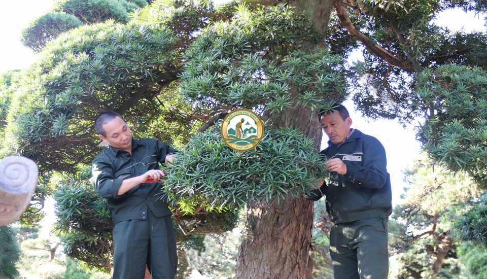 dịch vụ cắt tỉa cây tùng la hàn