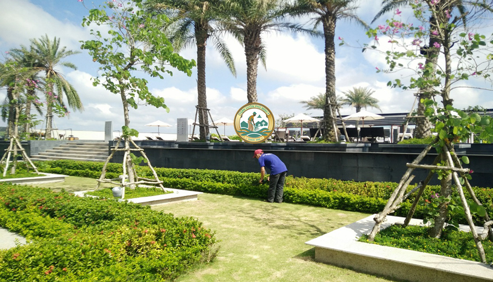 dịch vụ cắt tỉa cây xanh hoà lạc
