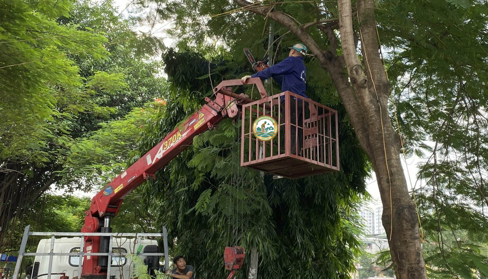 dịch vụ cắt tỉa cây xanh mùa mưa bão