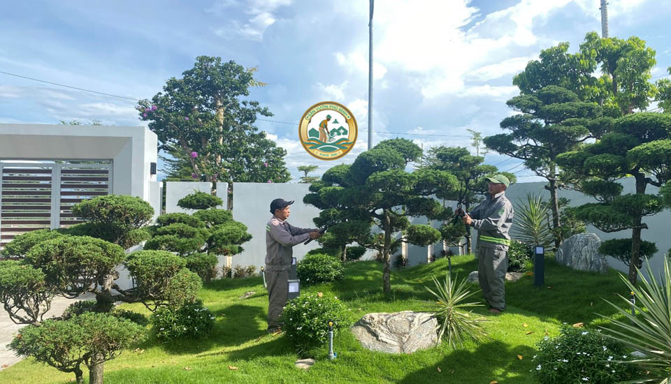 dịch vụ cắt tỉa cây xanh ở xuân mai chương mỹ