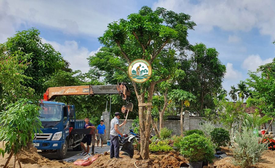 dịch vụ cắt tỉa cây xanh phường từ liêm