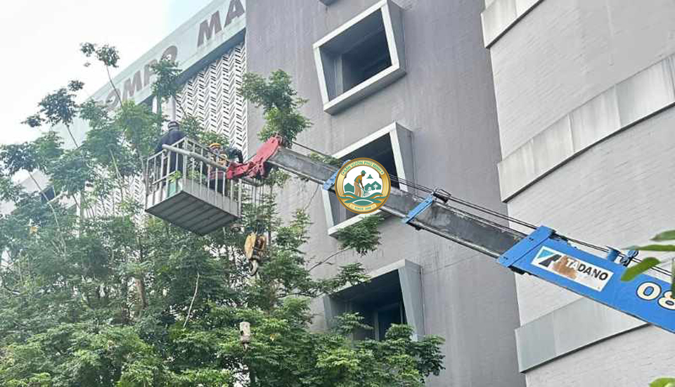 dịch vụ cắt tỉa cây xanh tại Tây Mỗ