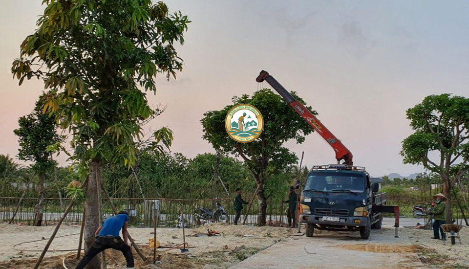 Dịch vụ cắt tỉa cây xanh tại Ba Đình