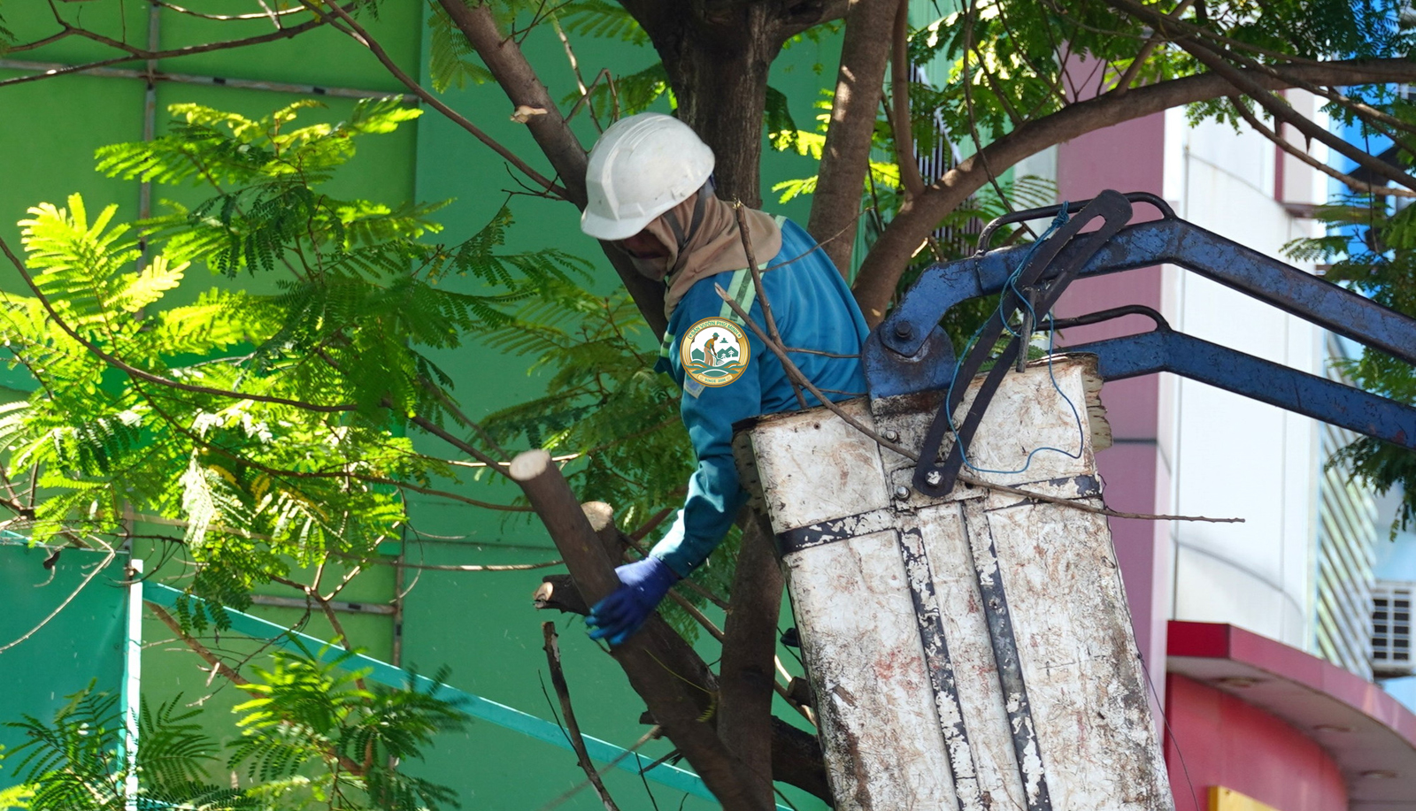 dịch vụ cắt tỉa cây xanh tại cầu giấy