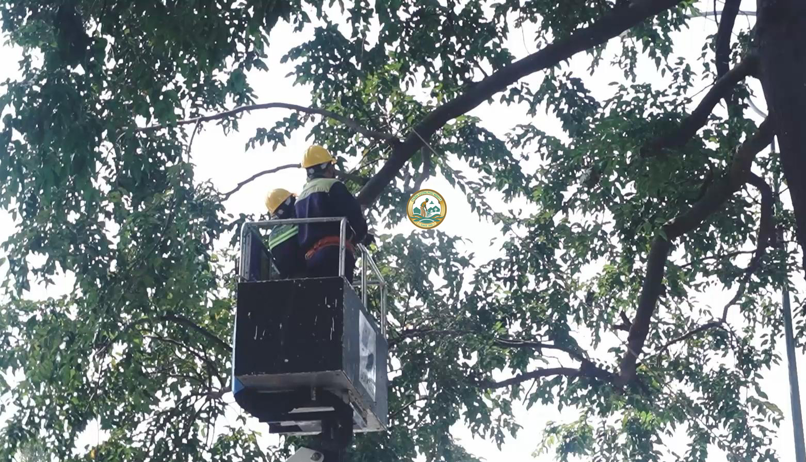 dịch vụ cắt tỉa cây xanh tại Hà Đông