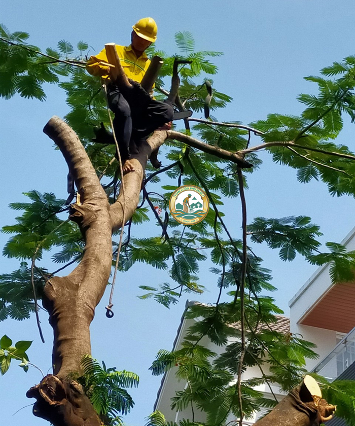 dịch vụ cắt tỉa cây xanh tp Hà Nội