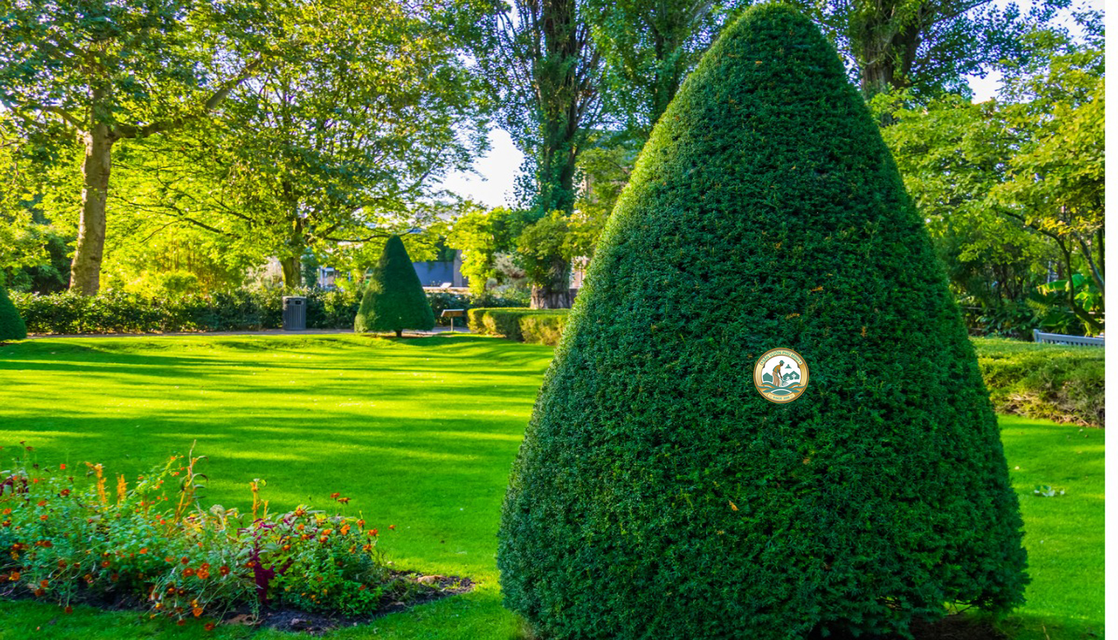 dịch vụ chăm sóc cây tùng tháp