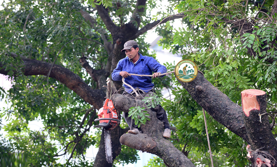 dịch vụ chặt cây xanh Hà Nội