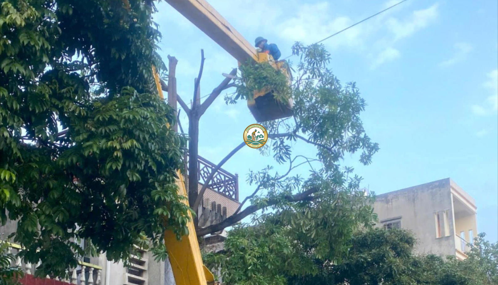 dịch vụ chặt cây xanh hoà lạc thạch thất