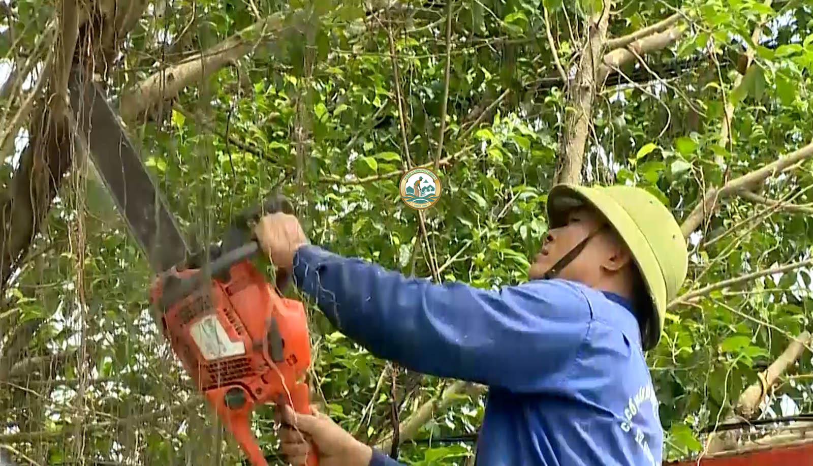 dịch vụ chặt cây xanh ở xuân mai chương mỹ