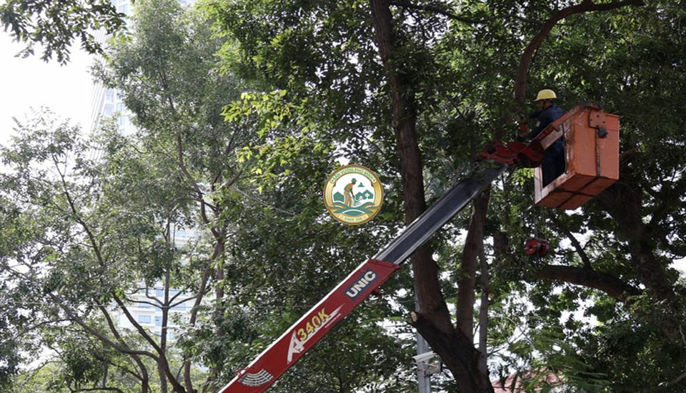 dịch vụ chặt cây xanh tại suối hai ba vì