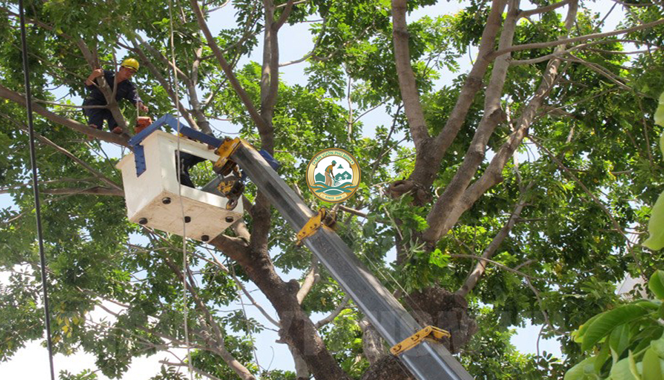 dịch vụ chặt cây xanh tại Hà Đông