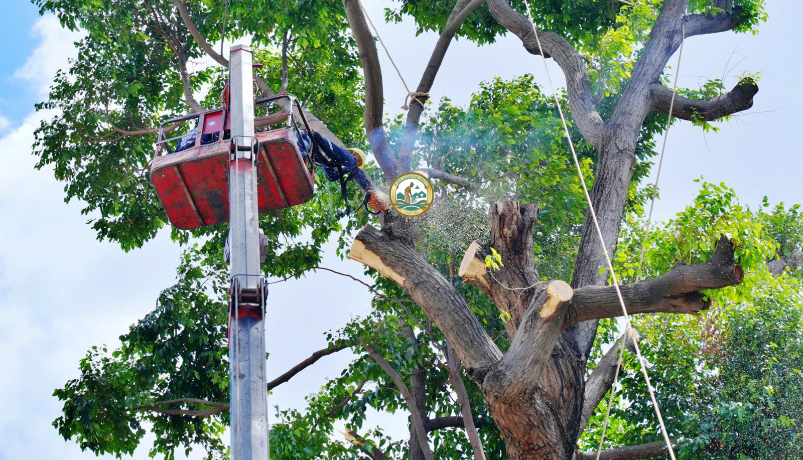 dịch vụ chặt cây xanh tại Hoài Đức