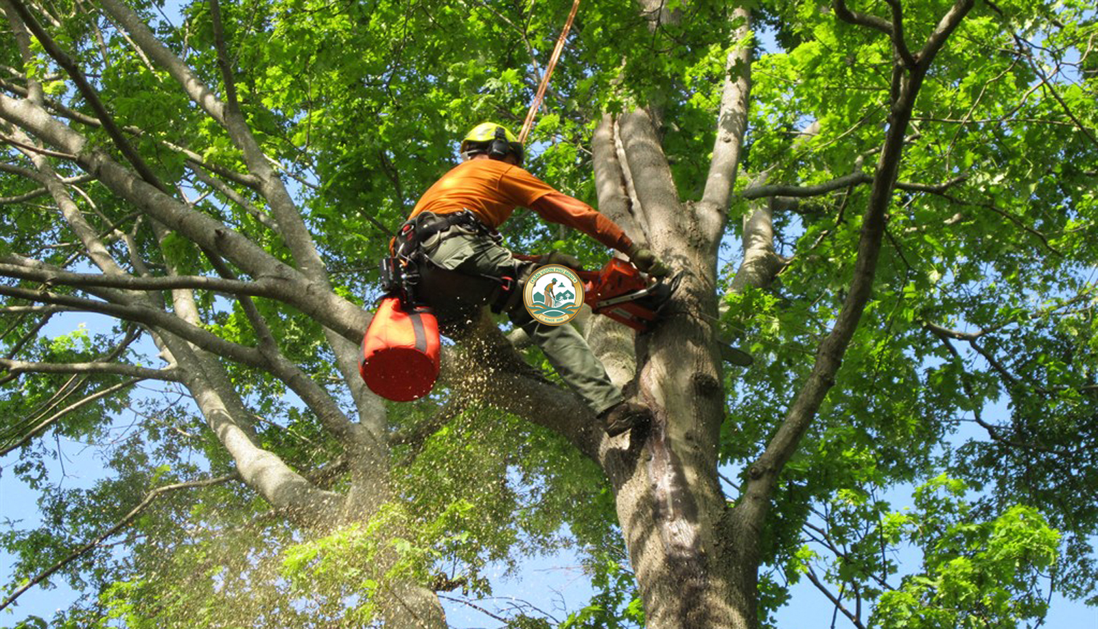 dịch vụ chặt cây xanh tại sơn tây