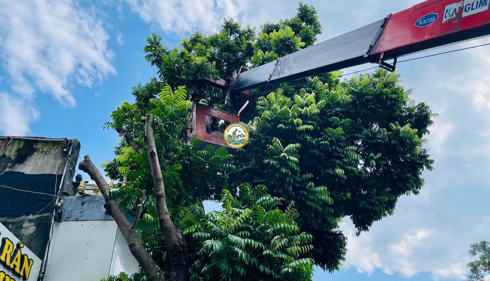 hợp đồng cắt tỉa cây xanh