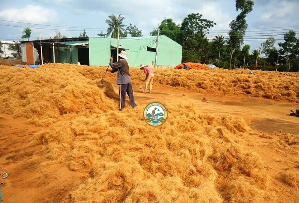 Mụn xơ dừa trồng cây Hà Nội