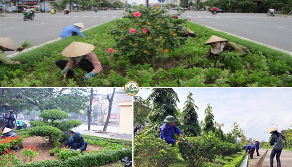 nghệ nhân chăm sóc sân vườn