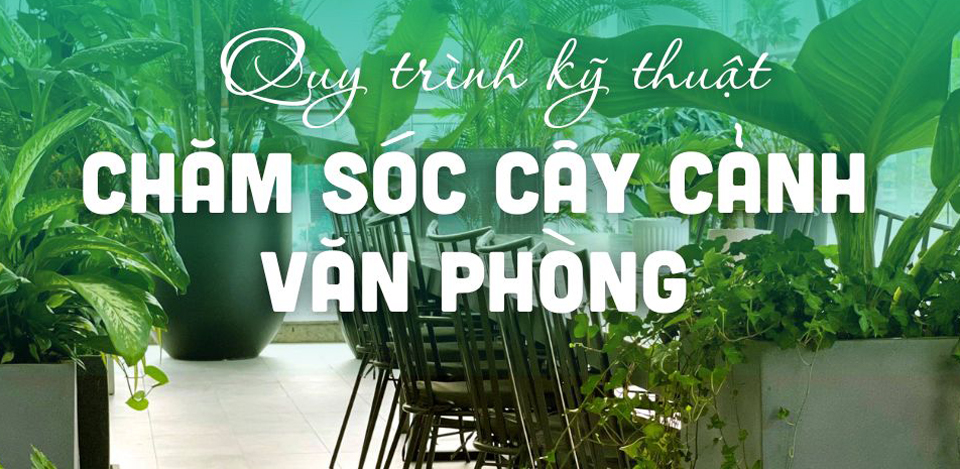 Tìm người Chăm sóc Cây cảnh Văn Phòng tại Hà Nội