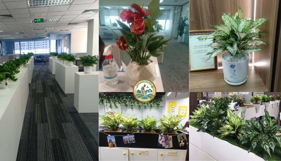 Tìm người Chăm sóc Cây cảnh Văn Phòng