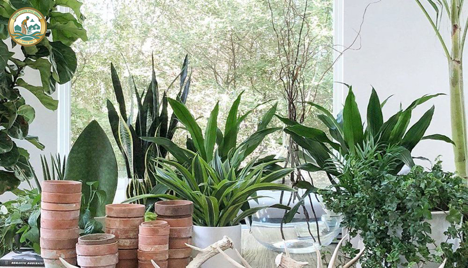 tìm người chăm sóc cây sân vườn