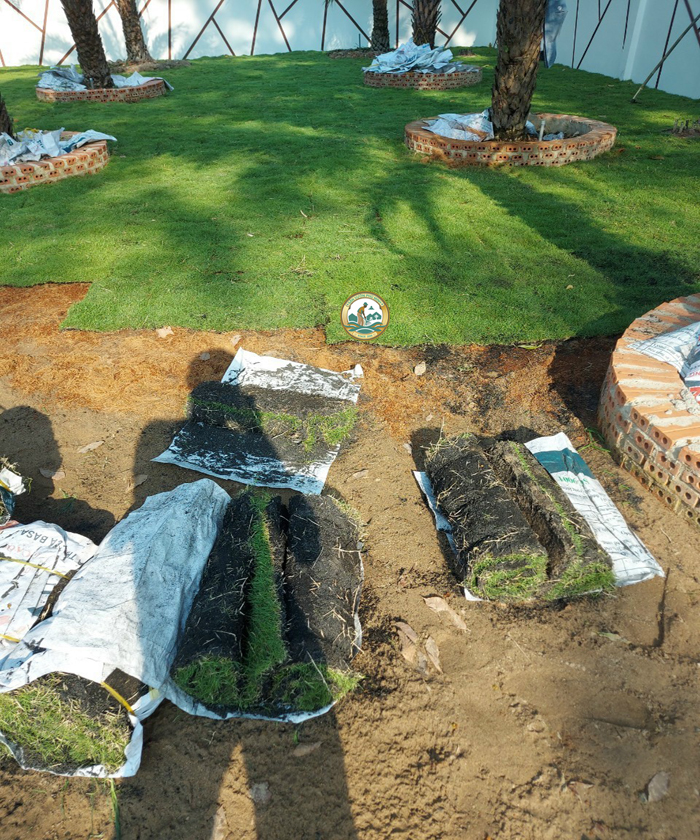 trồng cỏ sân vườn hà nội