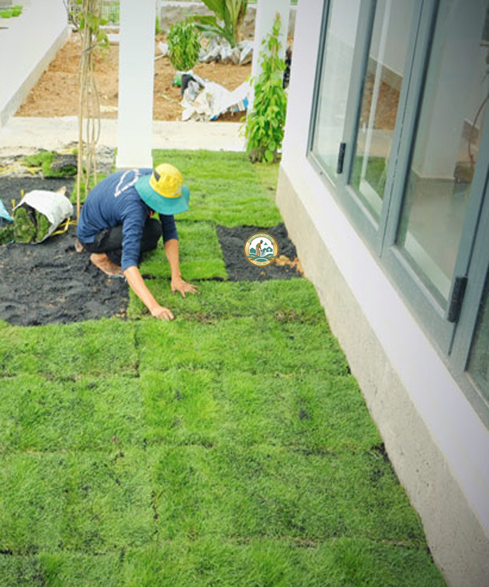 trồng cỏ sân vườn
