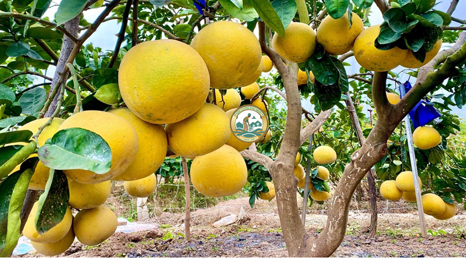 bán cây bưởi diễn