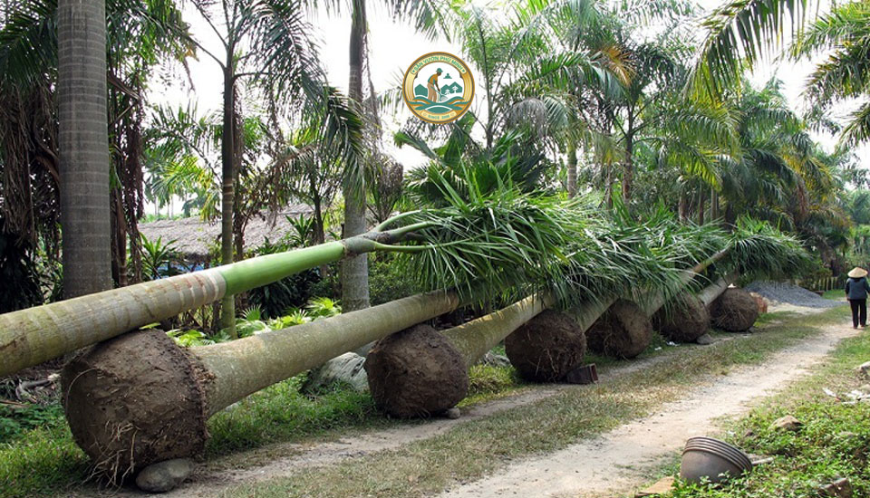 bán cây cau tại Hà Nội