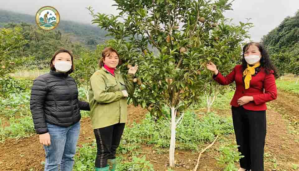 bán cây hồng xiêm tại Hà Nội