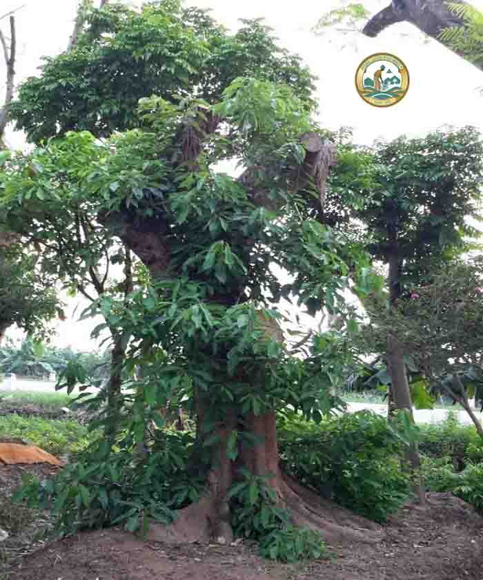 bán cây sung cổ thụ