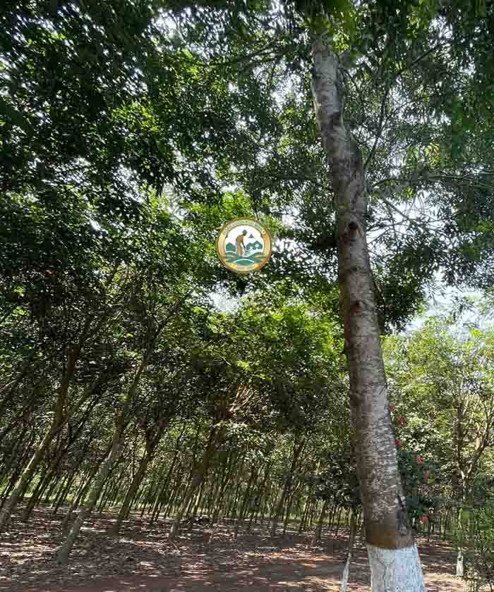 bán cây xà cừ công trình