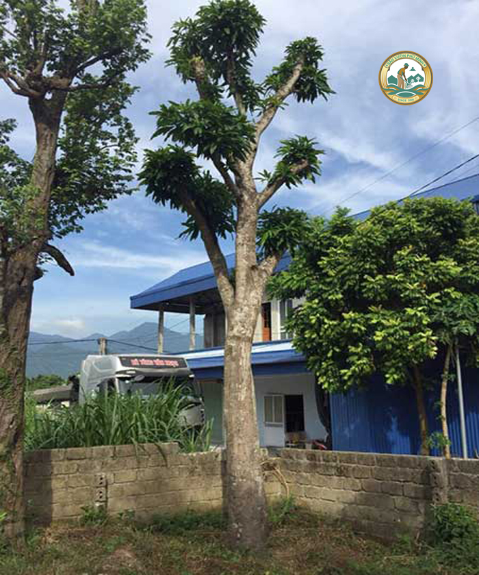 bán cây xoài công trình