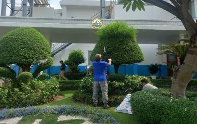 cách chăm sóc cây cảnh mới trồng