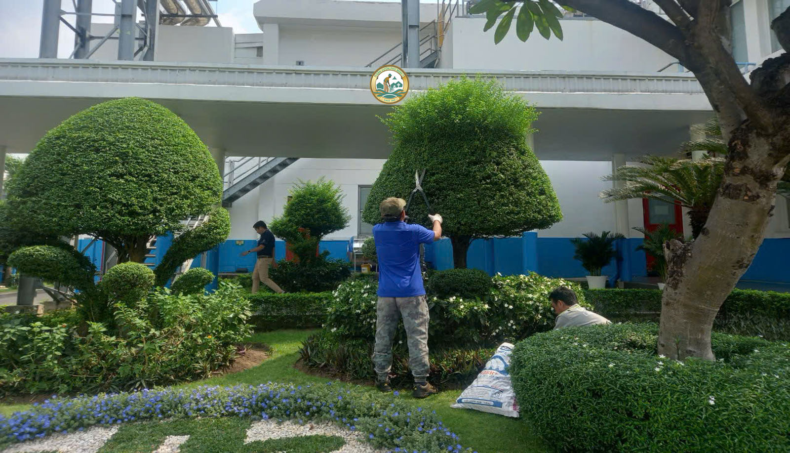 cách chăm sóc cây cảnh mới trồng