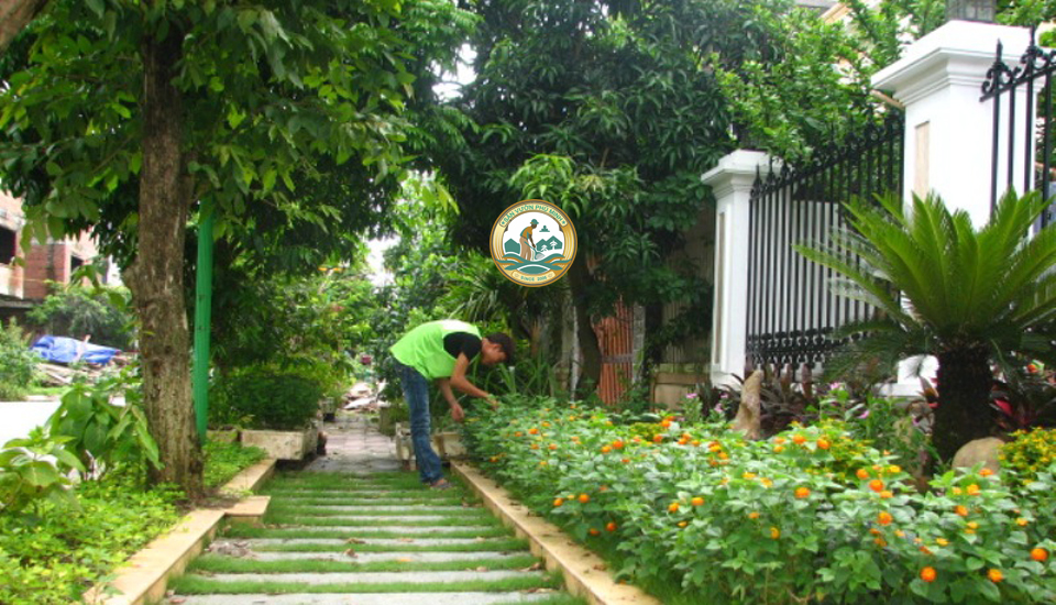 cách chăm sóc cây cảnh sân vườn