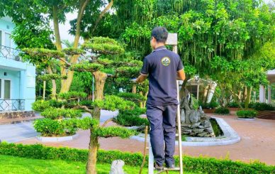 Cách chăm sóc cây cảnh bonsai