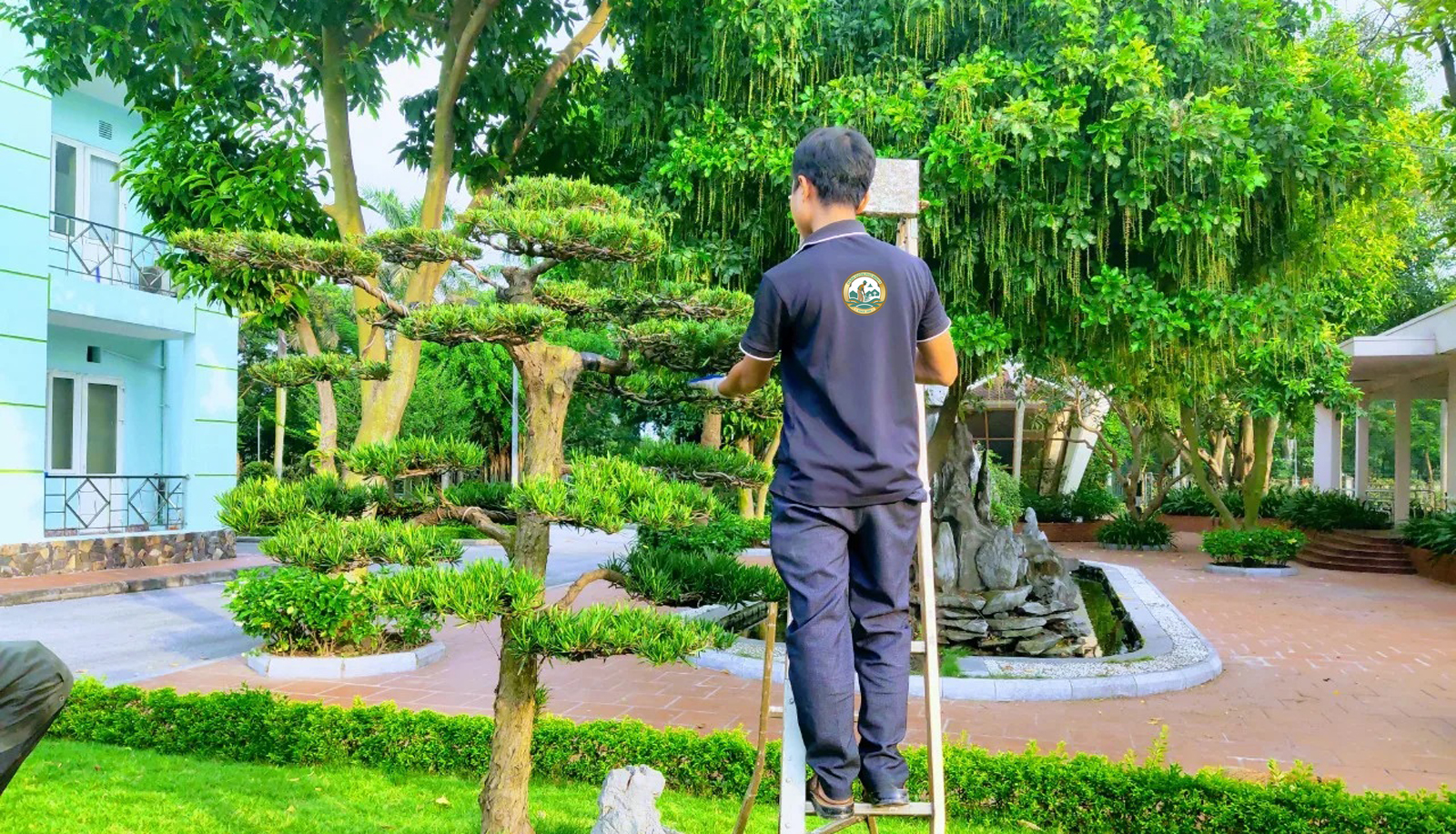 Cách chăm sóc cây cảnh bonsai