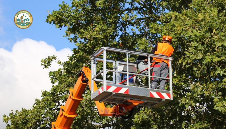 cắt tỉa cây xanh vào tháng mấy