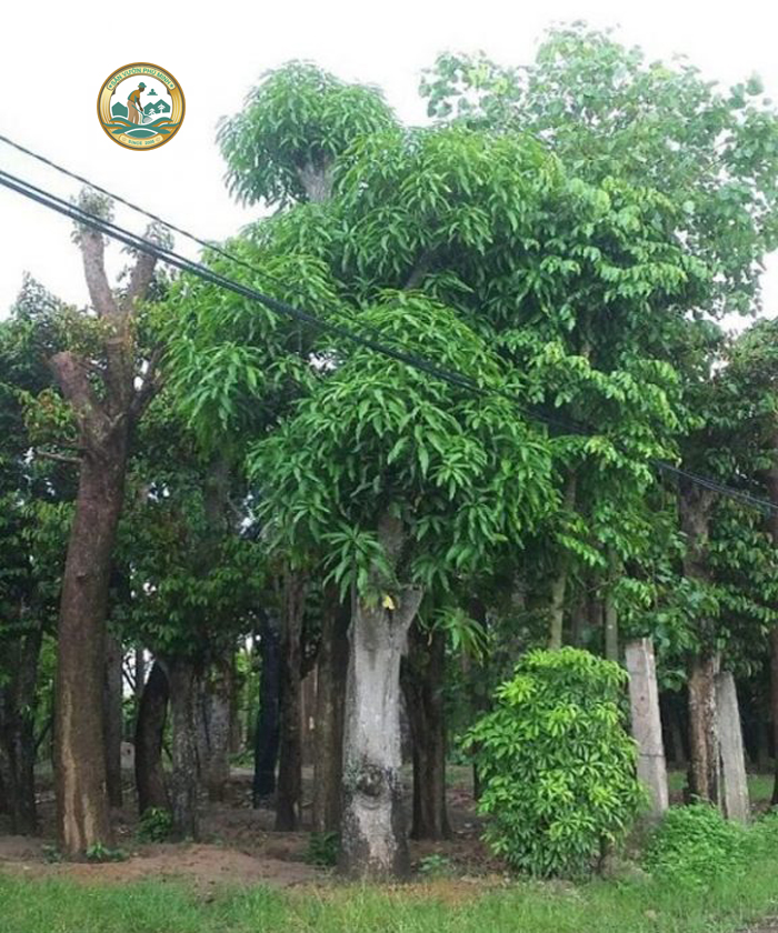 Cây xoài Hà Nội