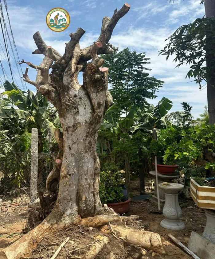 cây duối cổ thụ