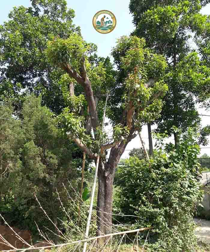 cây hồng xiêm cổ thụ