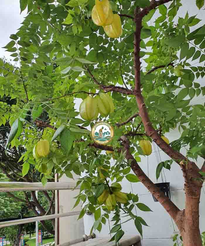 cây khế ngọt