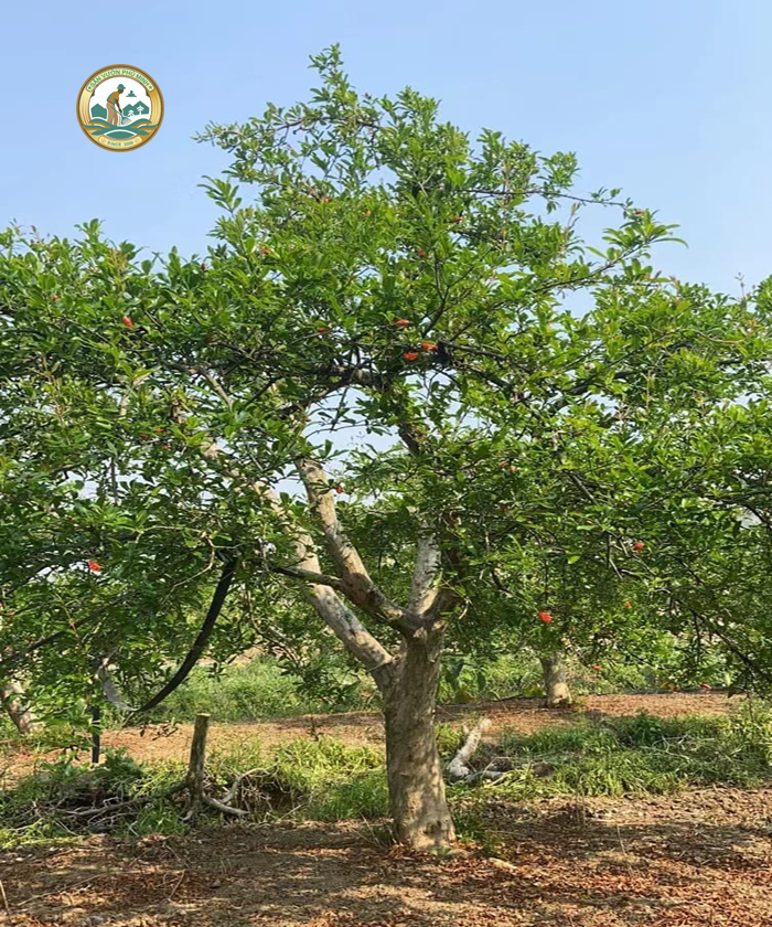 cây lựu công trình